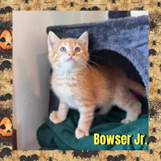 Bowser Jr.