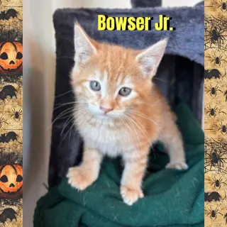 Bowser Jr.