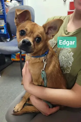 Edgar Allan Bro
