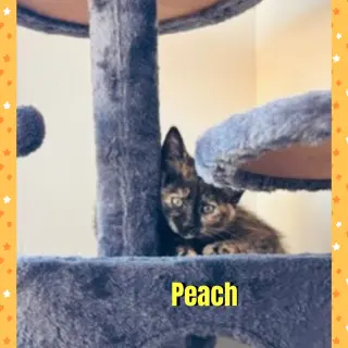 Peach