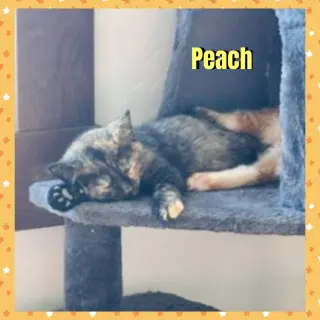 Peach