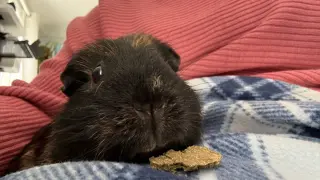 Tater