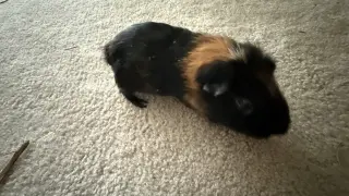 Tater