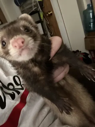 Slinky