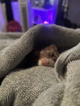 Slinky