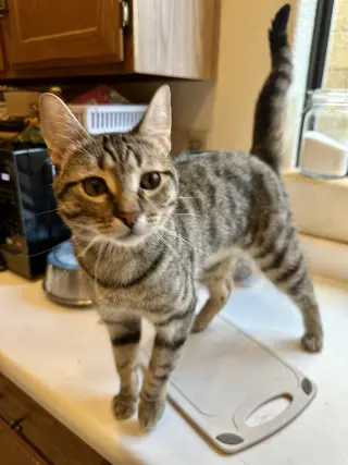 Loki