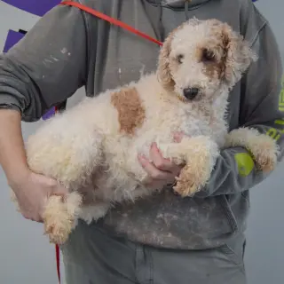 Winnie