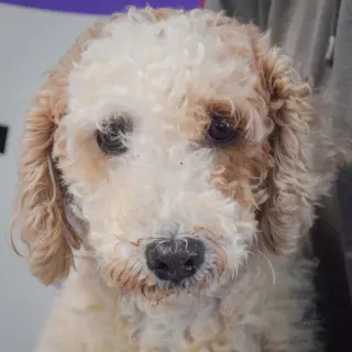 Winnie