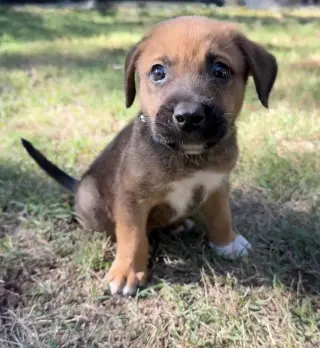 Gus