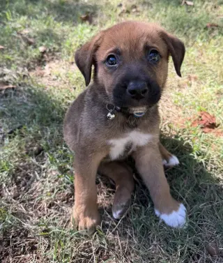 Gus