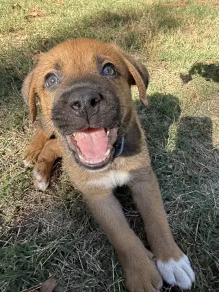 Gus