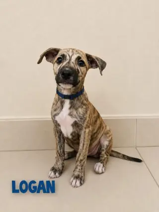 Logan
