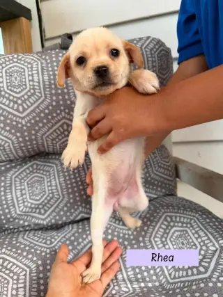 Rhea (Roxie's Litter)