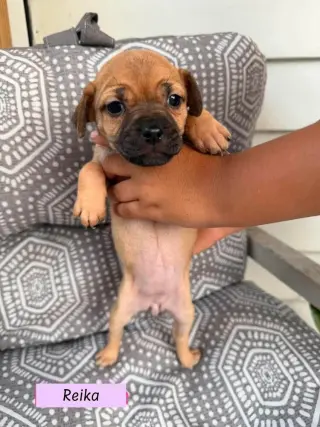 Reika (Roxie's Litter)