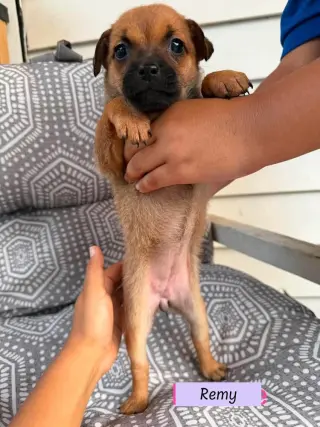 Remy (Roxie's Litter)