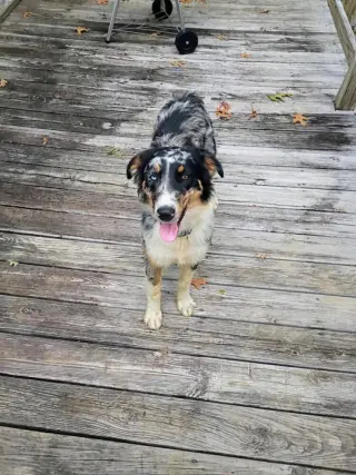 Roxi Auxi