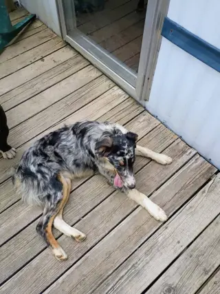 Roxi Auxi