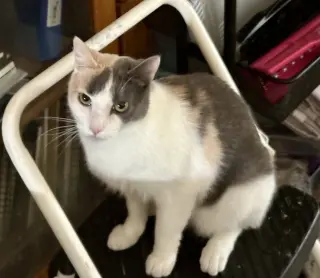 Freya
