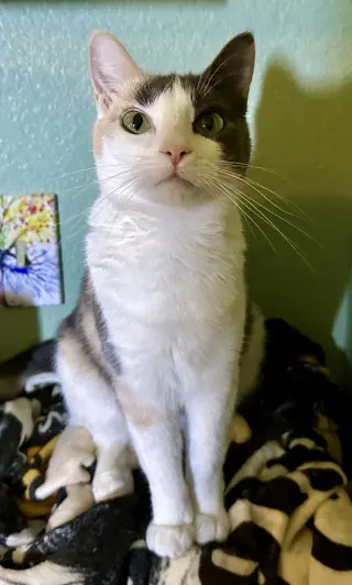 Freya