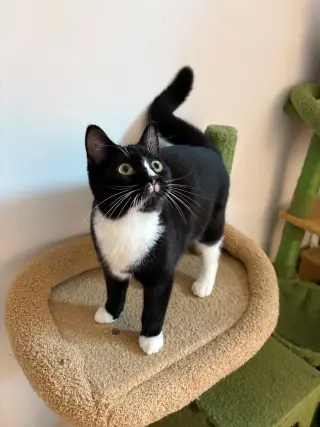 Fuzzy