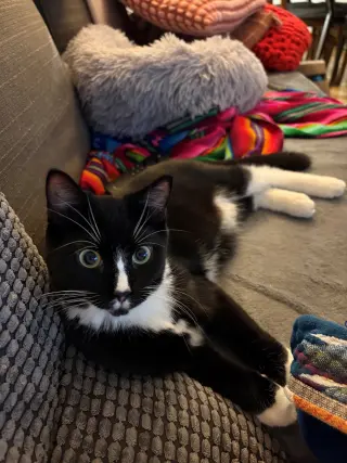 Fuzzy