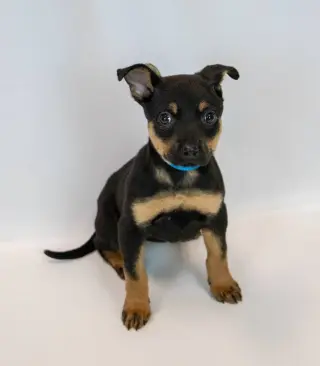 Laika