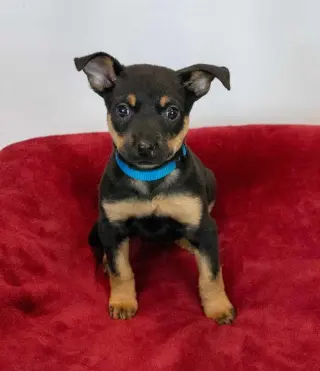 Laika