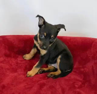 Laika