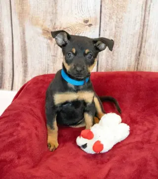 Laika
