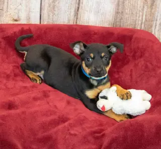 Laika