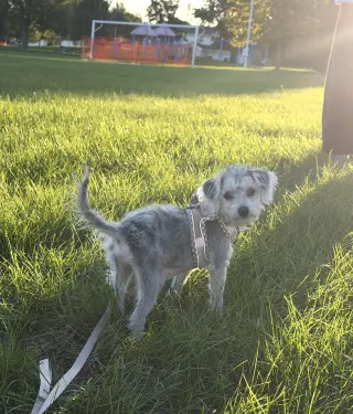 Alfie