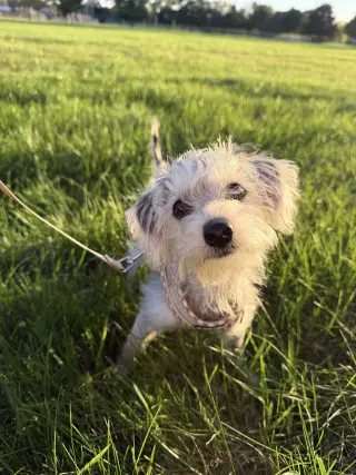 Alfie