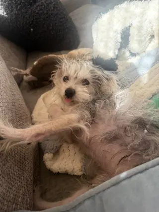 Alfie