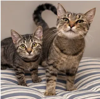 Pancake and Biscuit