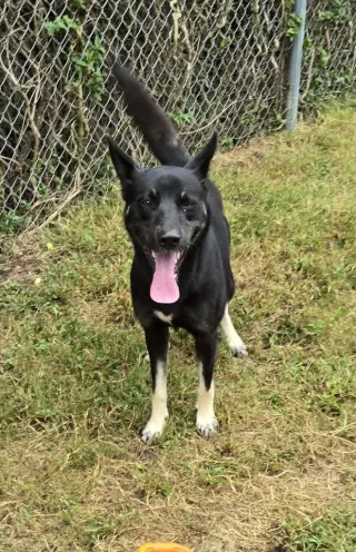 DA 5 Baxter