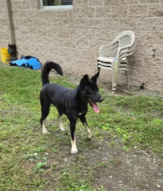 DA 5 Baxter