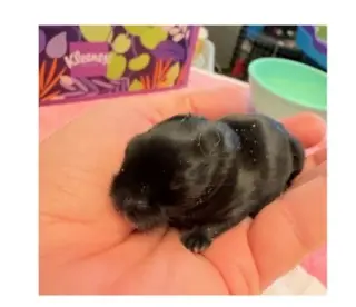 Baby newborn