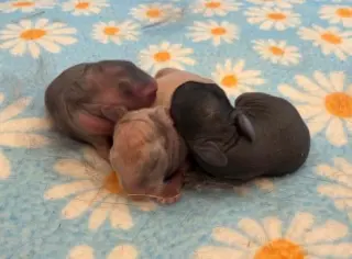 Baby newborn