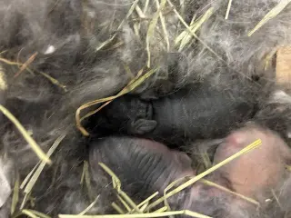 Baby newborn