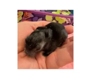Sweetie newborn