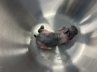 Sweetie newborn