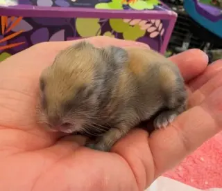 Cutie newborn