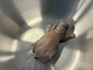 Cutie newborn