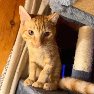 Oliver
