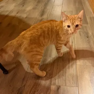 Oliver