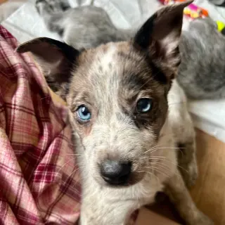 Luna