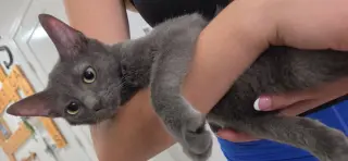Bagheera