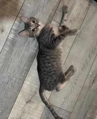 Marty