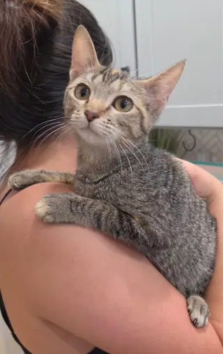 Gia