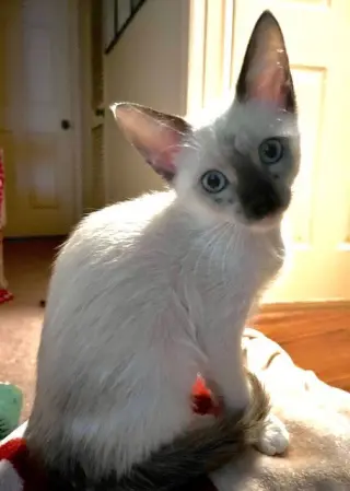 Fiona